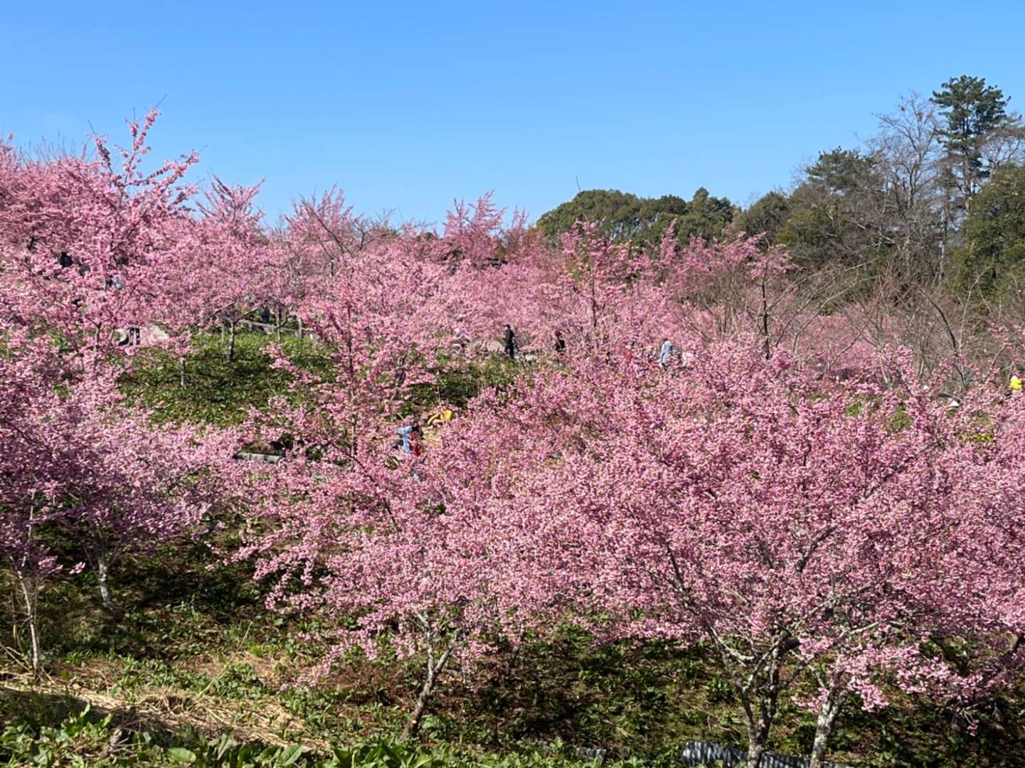 福壽山農場櫻花季