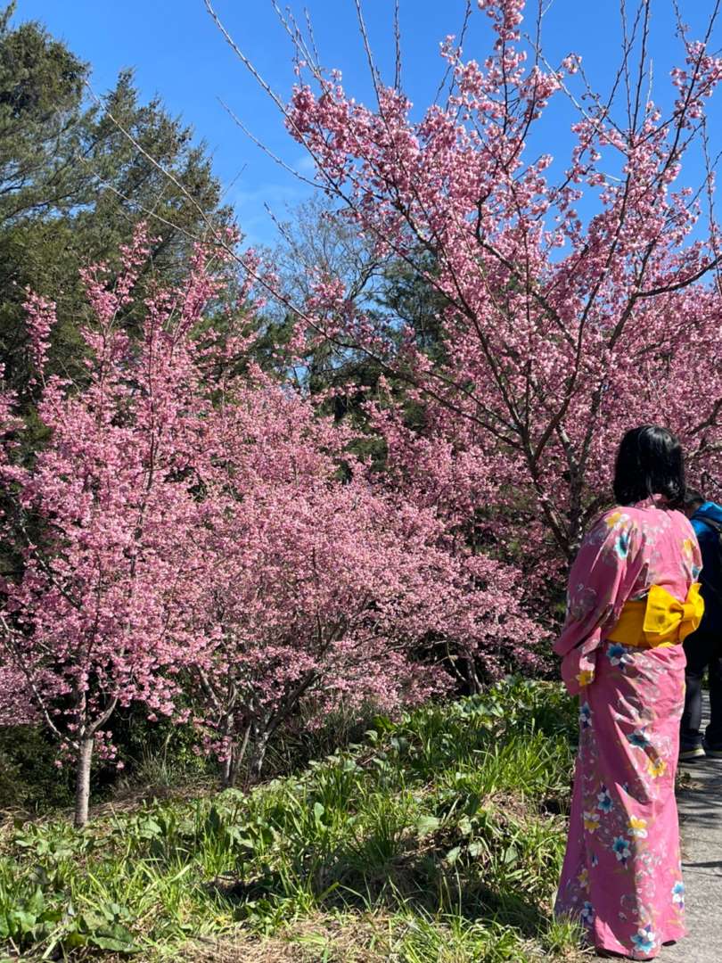福壽山農場櫻花季