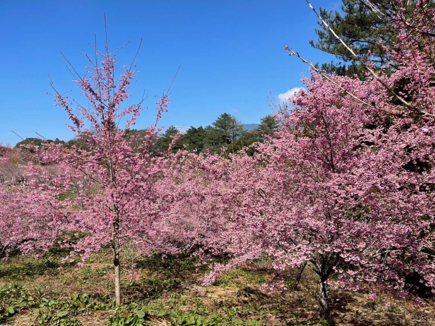 福壽山農場櫻花季