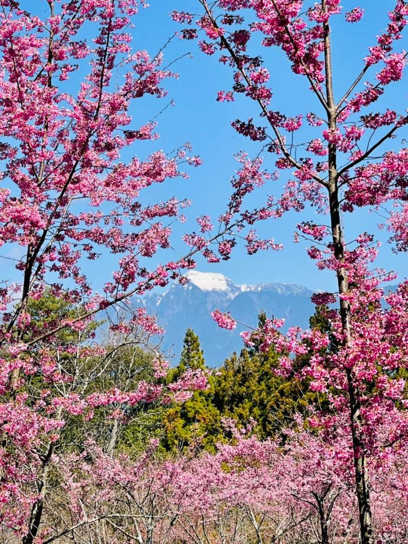 福壽山農場櫻花季