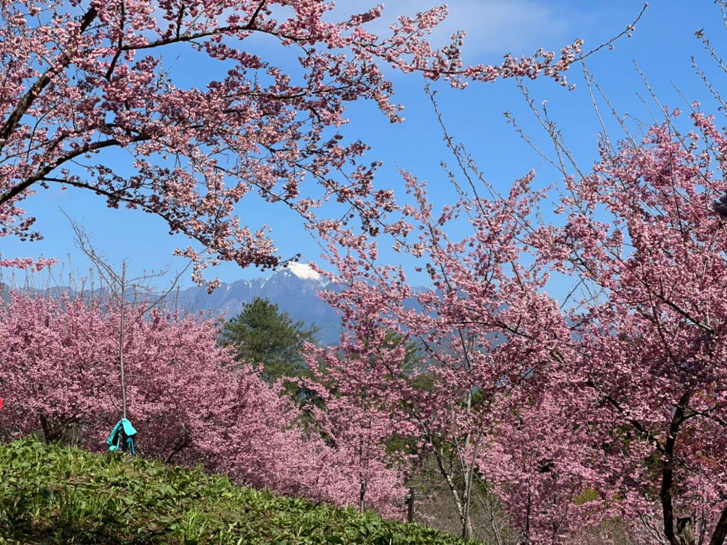 福壽山農場櫻花季