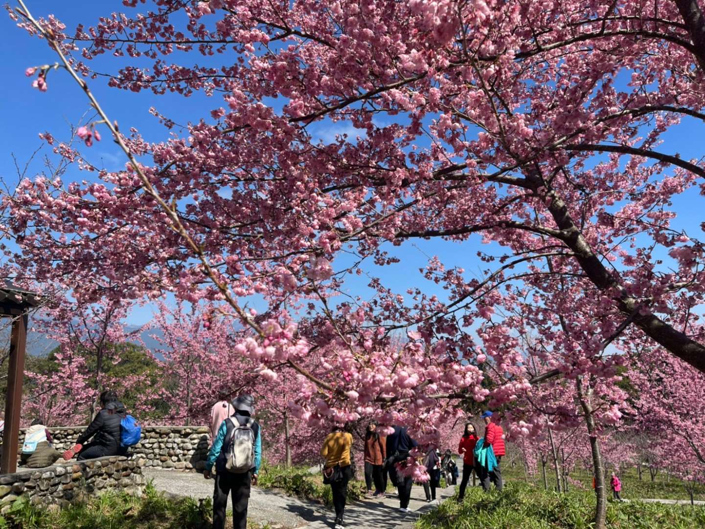 福壽山農場櫻花季