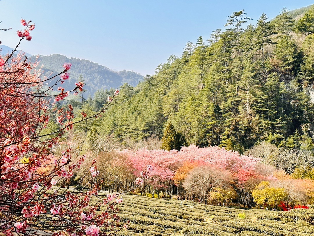 武陵農場