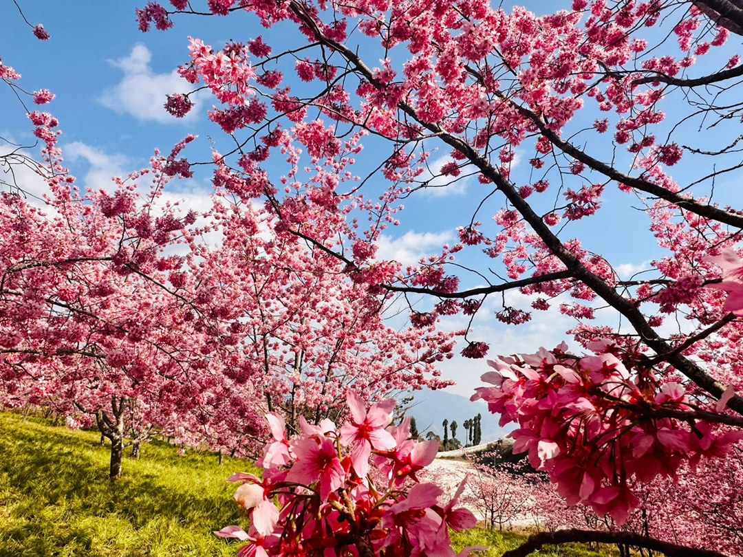 福壽山櫻花