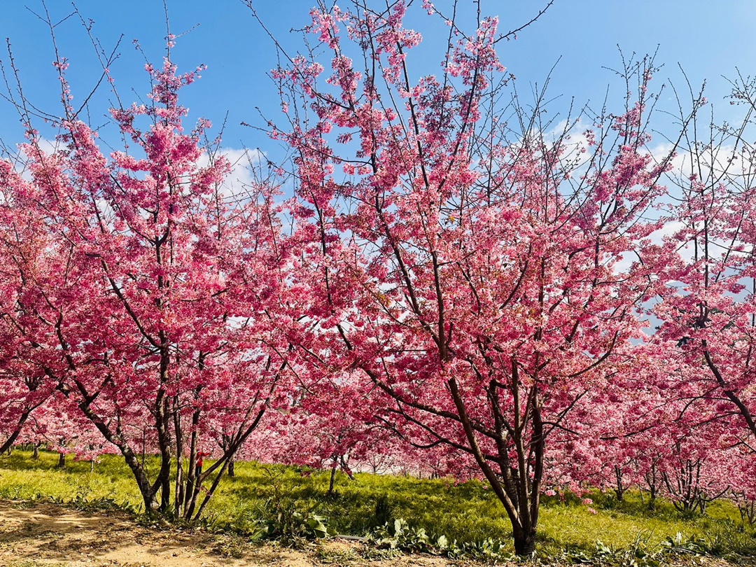 福壽山櫻花