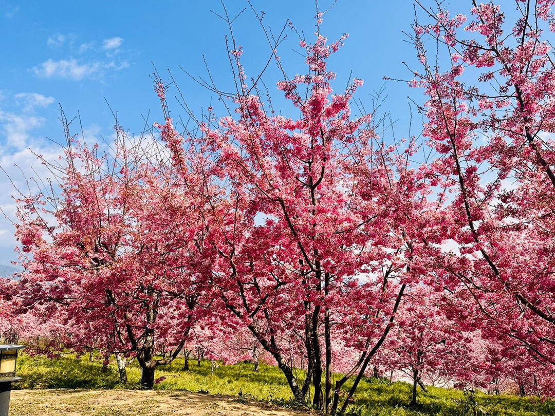 福壽山櫻花