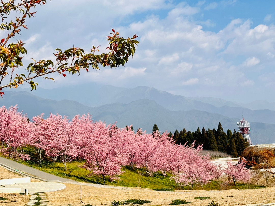 福壽山櫻花