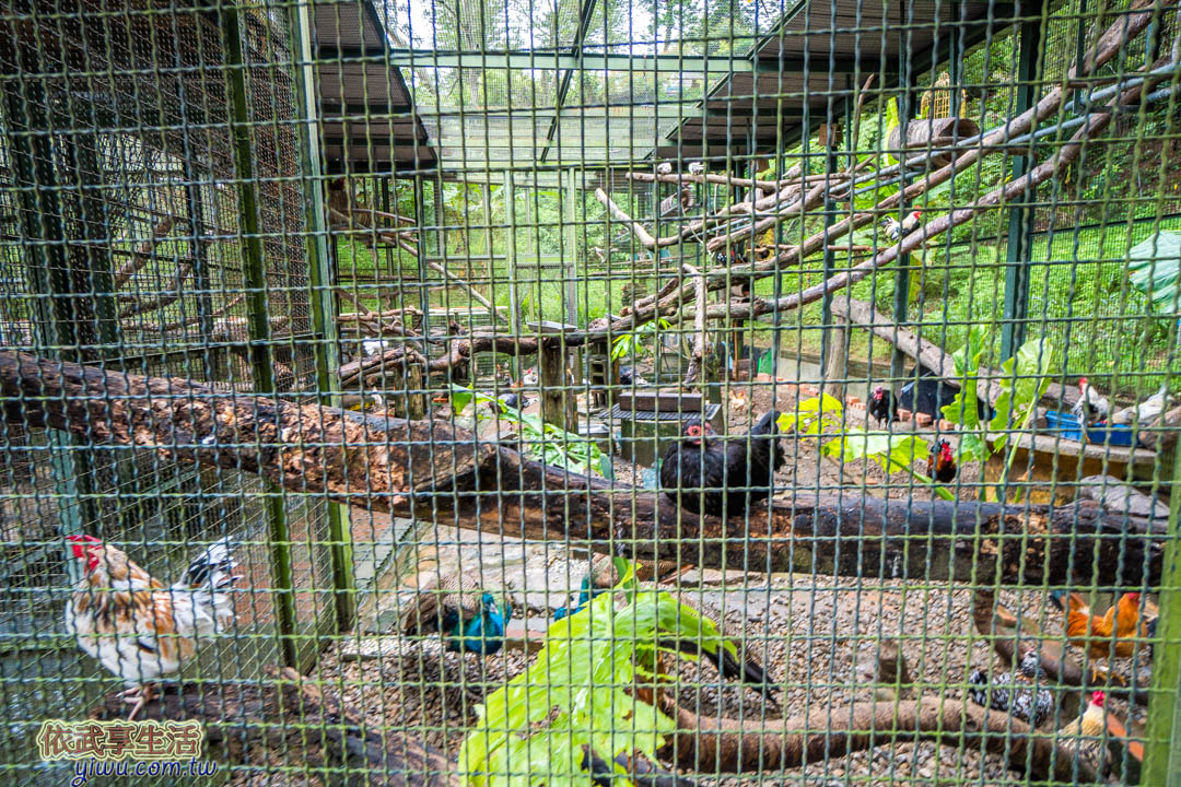 森林鳥花園