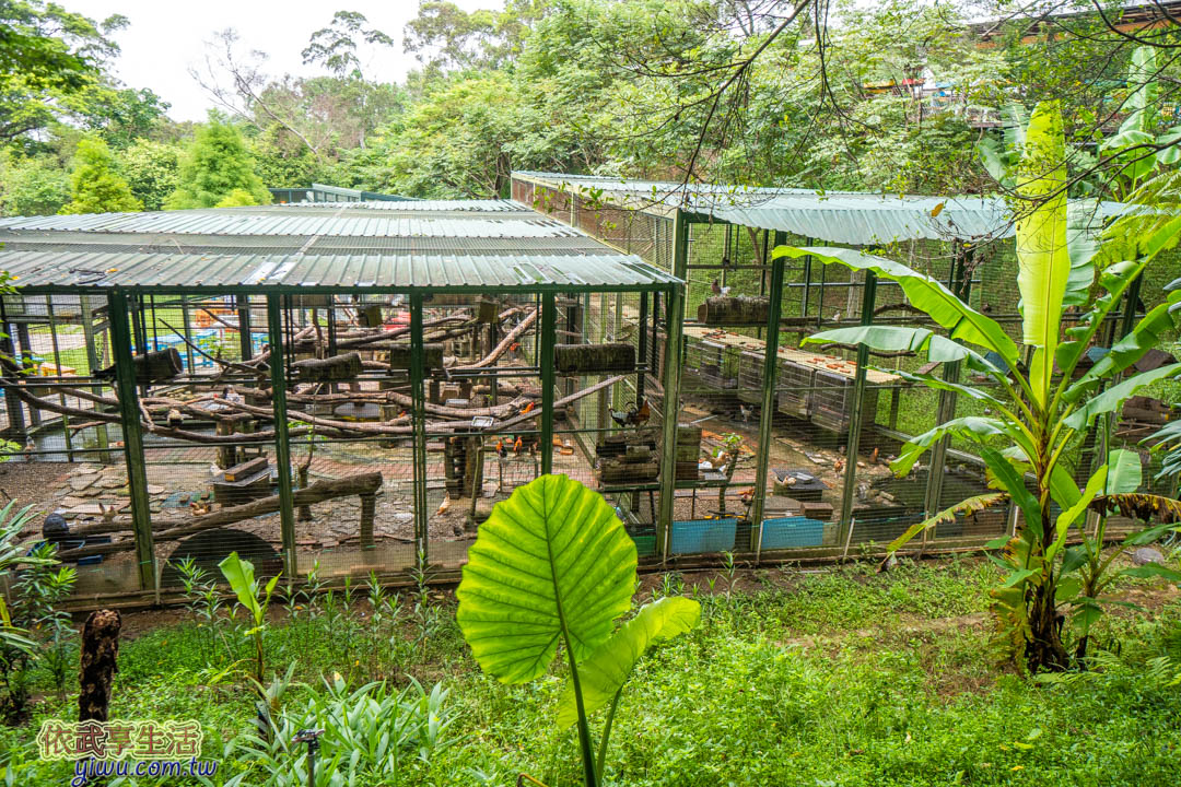 森林鳥花園