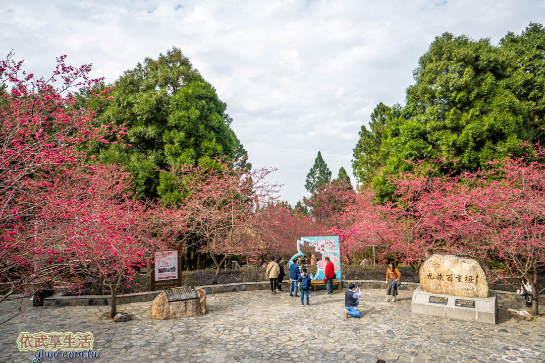 九族文化村櫻花祭