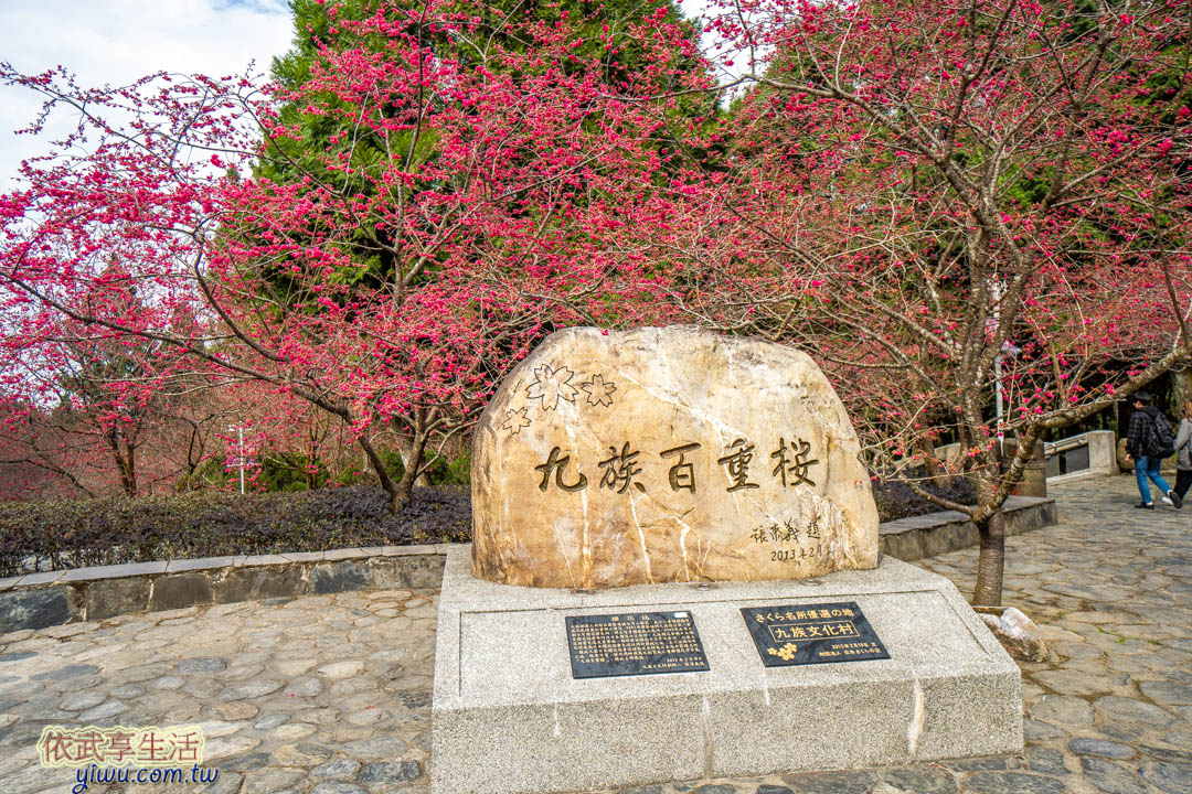 九族櫻花季