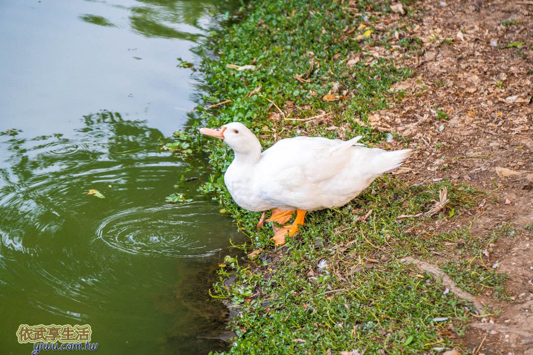 青塘園