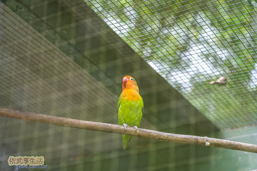 森林鳥花園
