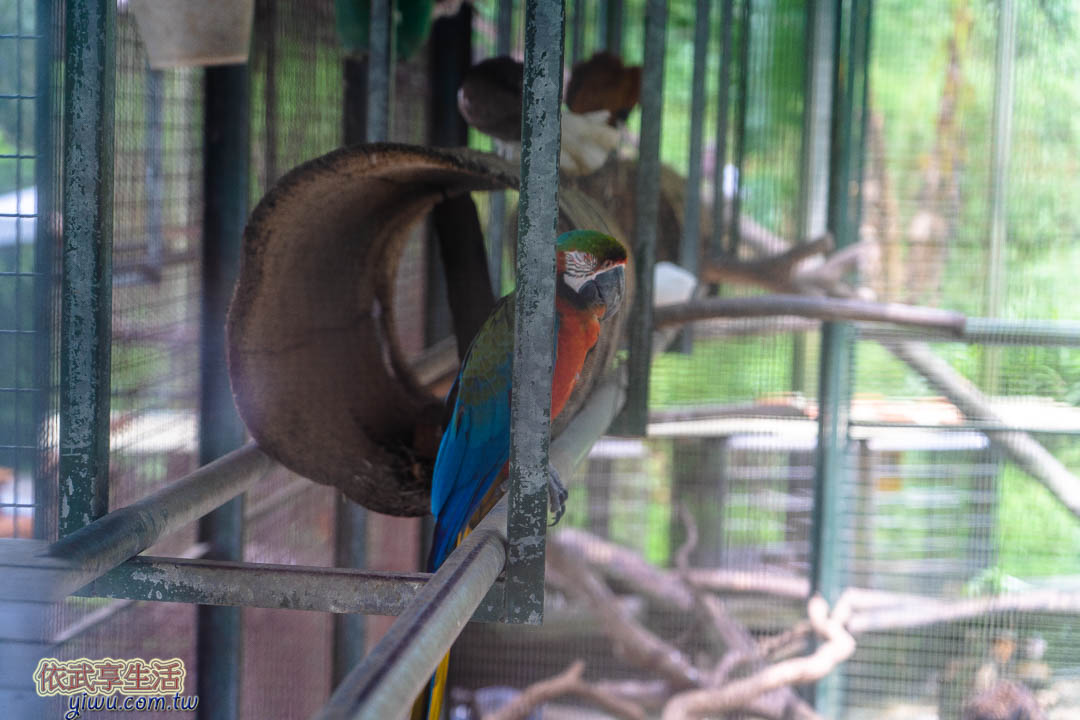 森林鳥花園