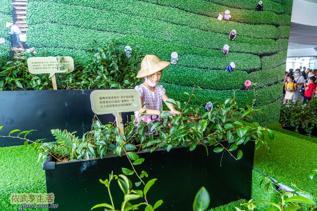 101觀景台茶園