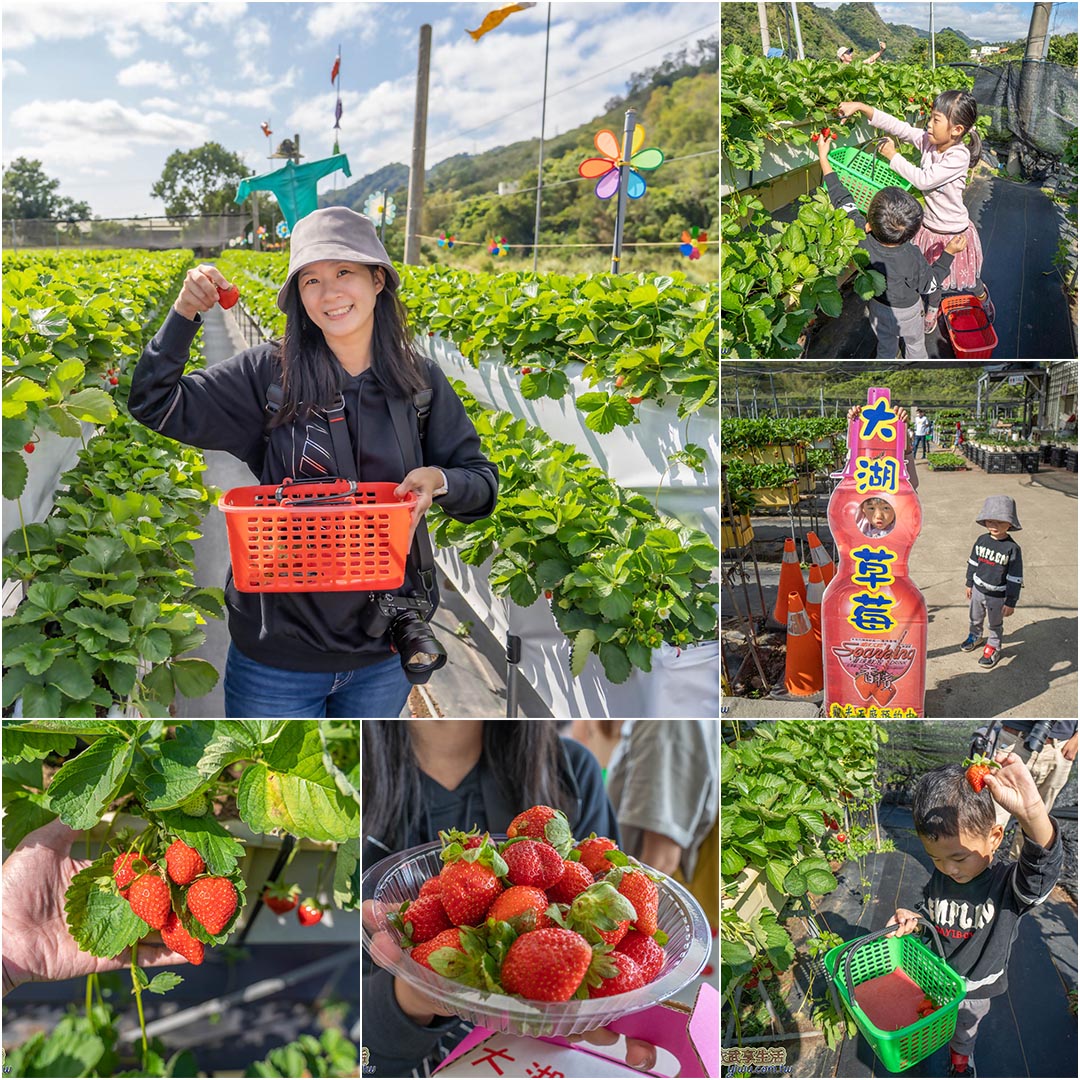 大湖採草莓