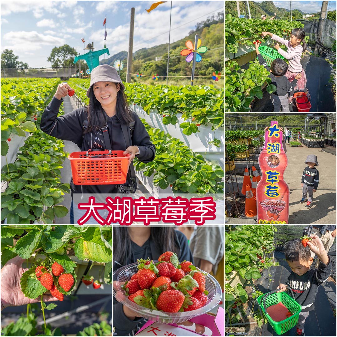 大湖採草莓