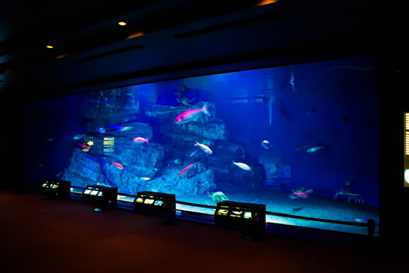 沖繩美麗海水族館