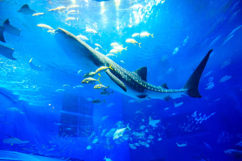沖繩美麗海水族館