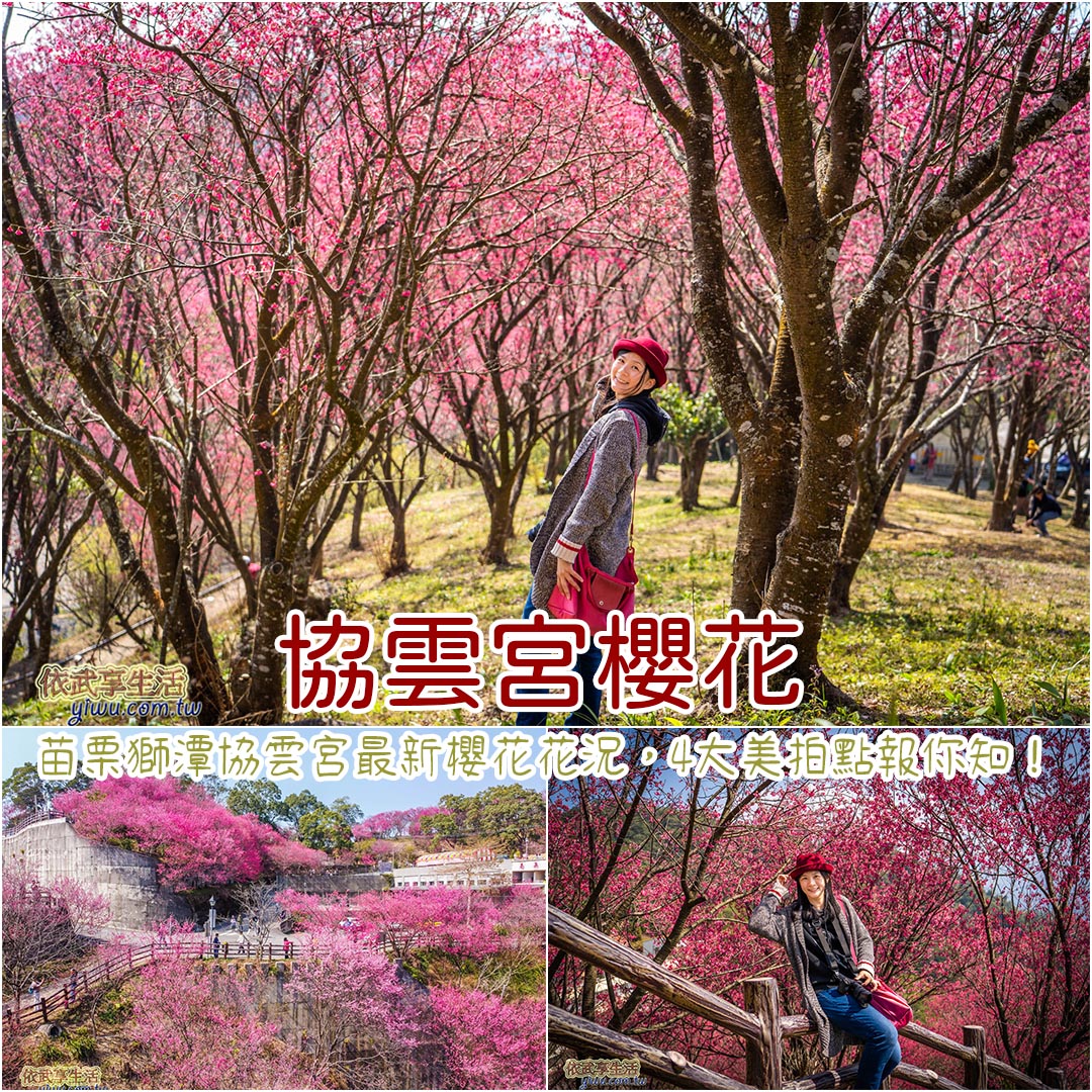 協雲宮櫻花