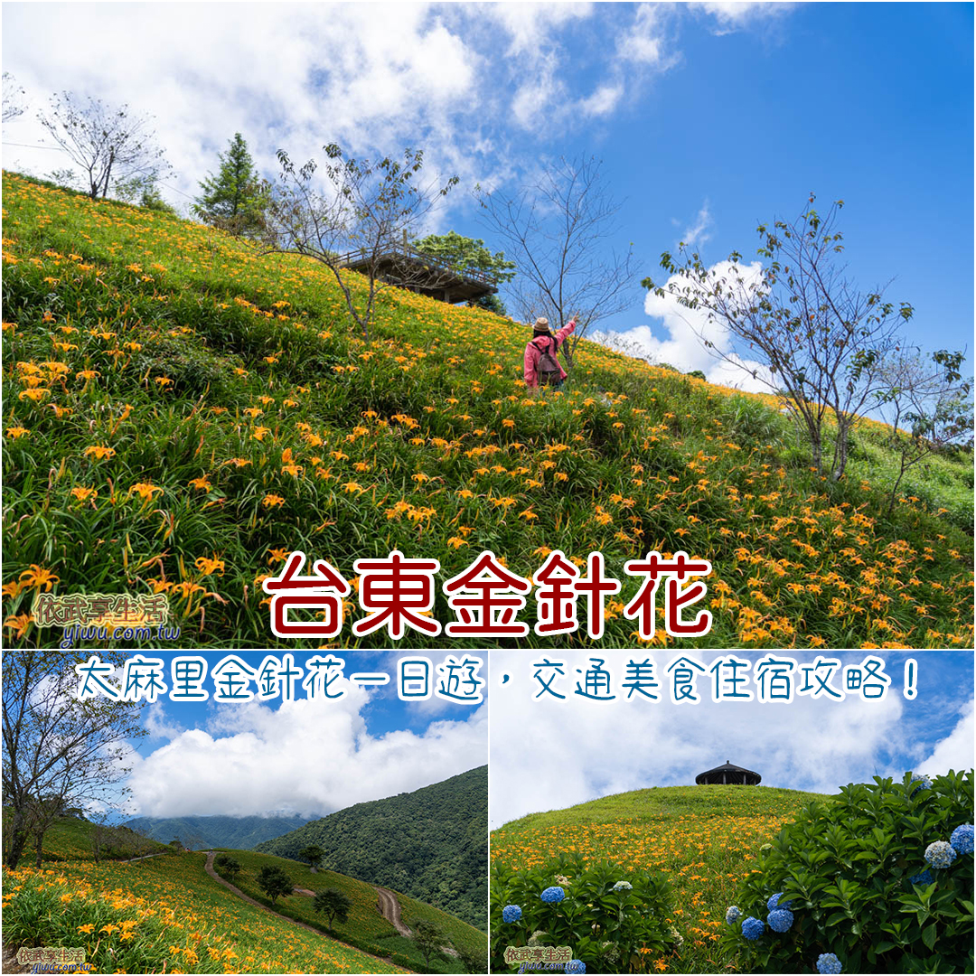 太麻里金針花
