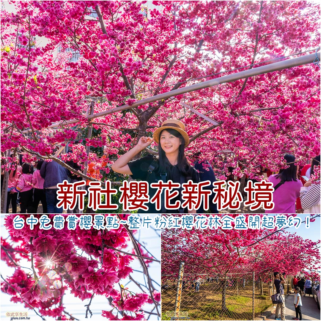 新社櫻花新秘境
